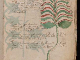 Das mysteriöse Voynich-Manuskript aus dem 15. Jahrhundert befindet sich im Besitz  der Yale University. (c) Yale University