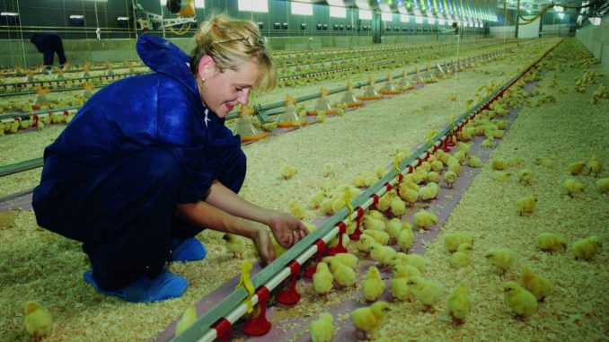 Die Hühnerfarm wurde komplett digitalisiert (c) Lugitsch