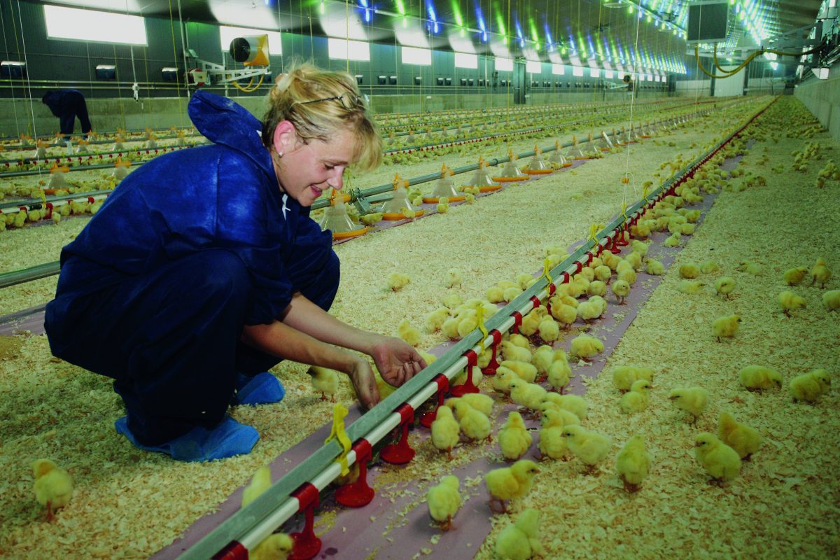 Die Hühnerfarm wurde komplett digitalisiert (c) Lugitsch