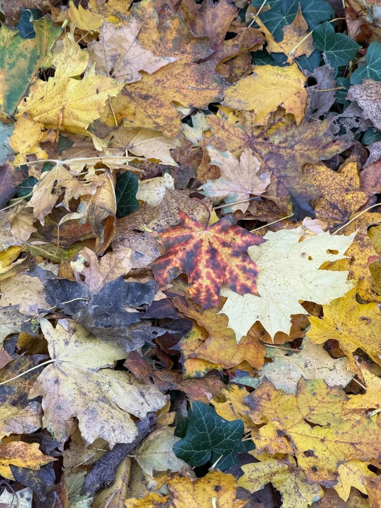 Die Farben des Herbsts. (c) Klaus Lorbeer