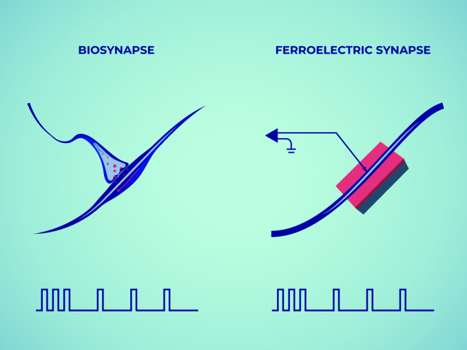 Natürliche und ferroelektrische Synapse