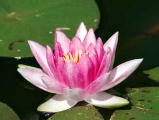 Ocean-Lotus: In-Memory-Prozesse und Side-Loading-Technik zum Einschleusen eines Backdoors (c) Pixabay