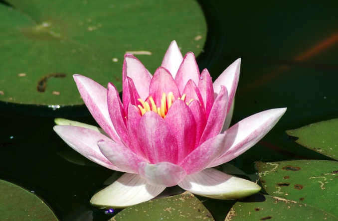 Ocean-Lotus: In-Memory-Prozesse und Side-Loading-Technik zum Einschleusen eines Backdoors (c) Pixabay