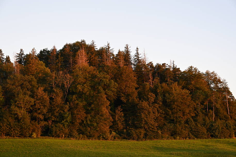Wald im Abendlicht aufgenommen mit der Nikon Z 8.