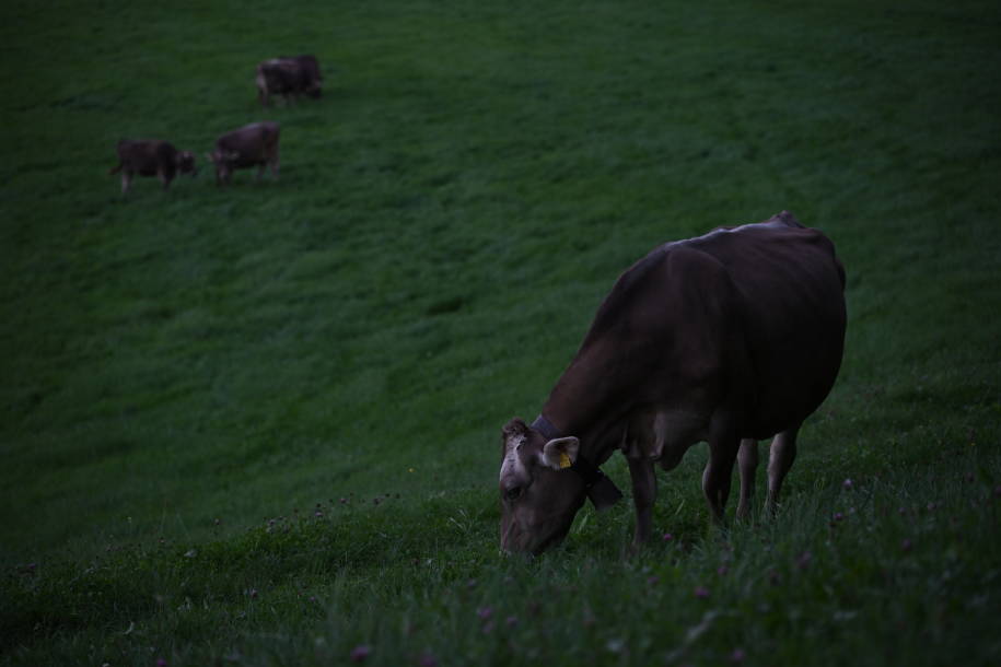 Kuh auf Weide mit weiteren Kühen im Hintergrund aufgenommen mit der Nikon Z 8.